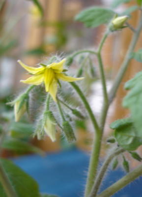 pendulina28.2.jpg