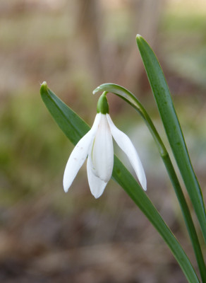 2018-02-16 Galanthus 'Sandhill Gate'.jpg