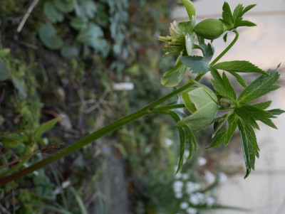 helleborus_kalabrien.JPG