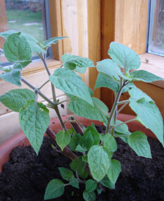 physalis1.jpg