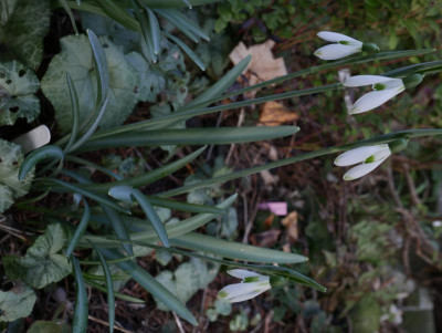 galanthus_courteen_hall18.JPG