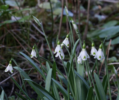 galanthus_the_wizard_18.JPG