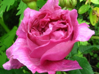 Belle_de_Crecy_5.jpg