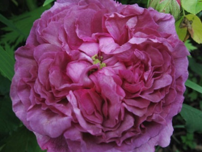 Belle_de_Crecy_7.jpg