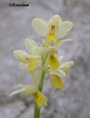 Orchis_pauciflora.JPG