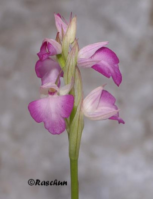 SerapiasxAnacamptis.JPG