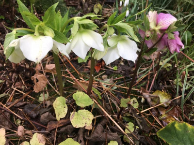 helleborus_hell_defekt.jpg
