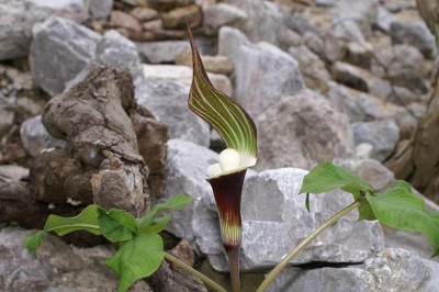 A._sikokianum_07.JPG