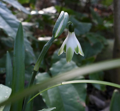 galanthus_alans_ treat.JPG