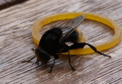 2018-02-18 Narzissenfliege 3.jpg