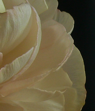 RanunkelDetail_a1.jpg