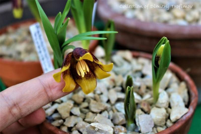 Fritillaria michailovskyi.jpg