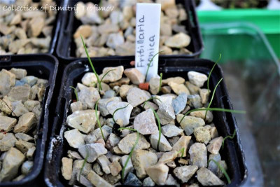 Fritillaria conica.jpg