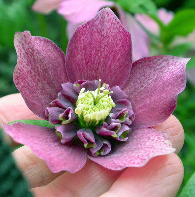 Helleborus_lila_anemonenblutig.jpg