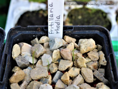 Fritillaria rhodia.jpg