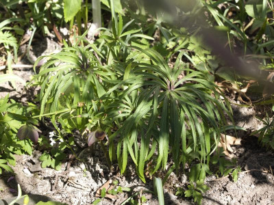helleborus_torquatus_mont_mclewin.JPG