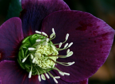 new_Helleborus.jpg