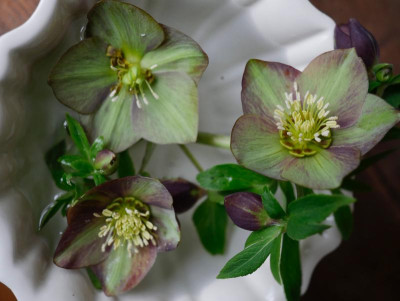 helleborus_torquatus_schale.jpg