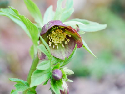 helleborus_torquatus_saemling.JPG