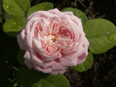 Mme-Jules-Finger-VI.jpg