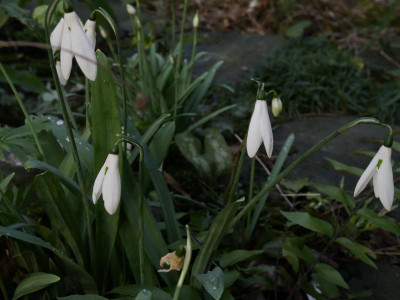 galanthus_elwesii_gross1.JPG