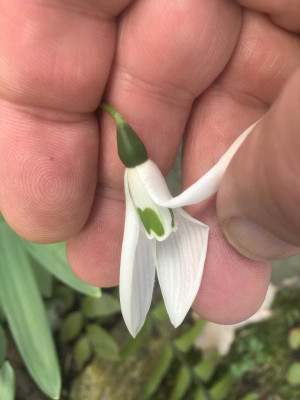 galanthus_elwesii_gross.JPG