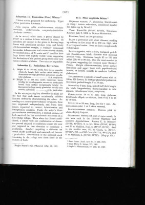 Wherry 1955 p amplifolia.jpg