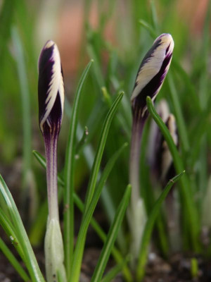 SpringBeauty.JPG
