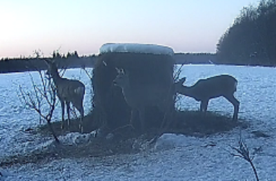 20.02. Rehe.PNG
