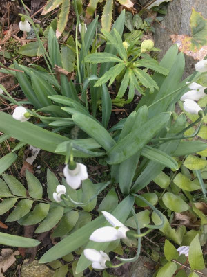galanthus_krim_wilde_elwesii_gross?.jpg