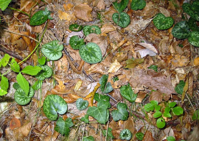 Cyclamen.jpg
