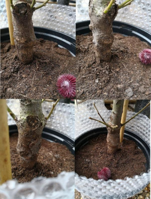 tilia.jpg