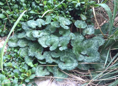 Cyclamen graecum Rhodopou.jpg