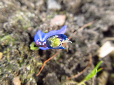 AngefresseneScilla.JPG