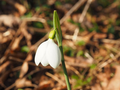 Galanthus plicatus 'E.A. Bowles' P2210083.JPG