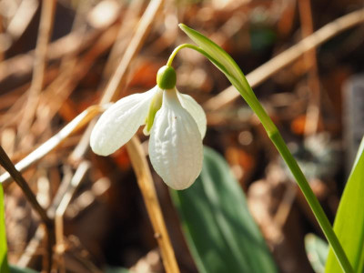 Galanthus plicatus 'Augustus' P2210080.JPG