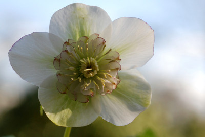 Heli-weiss-Anemone-Mar0107-k.jpg
