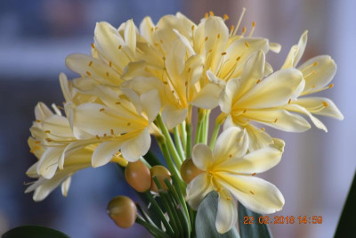 Klivienblüte 2018 012.JPG