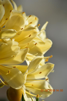 Klivienblüte 2018 006.JPG