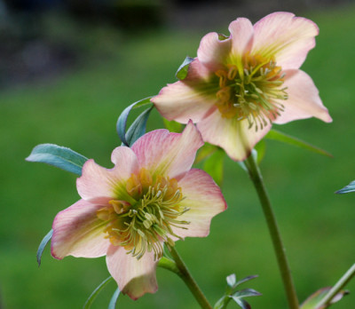 Heli-Anemone-apricot-Mar010.jpg