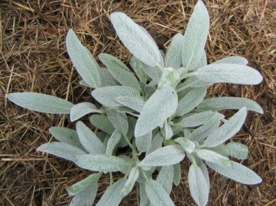 Salvia_officinalis_Nazareth_20050821.jpg