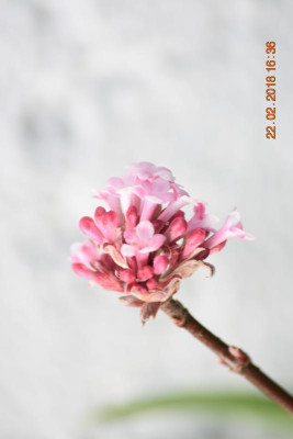 Gartenimpressionen Feb 18 006.JPG