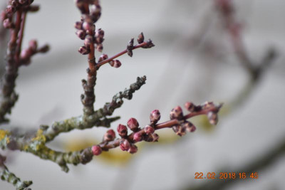 Gartenimpressionen Feb 18 015.JPG