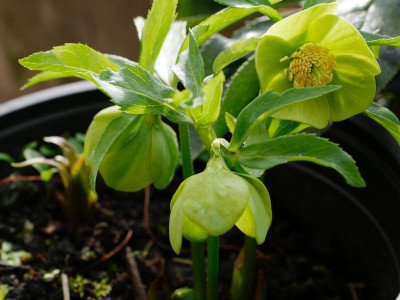 helleborus_odorus_slowenien.jpg