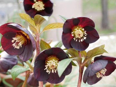 helleborus_schwarz2.jpg