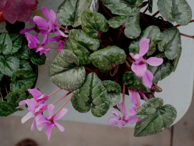 cyclamen_pseudoibericum2_18.jpg