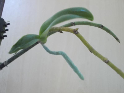 Orchidee-Kindl 005.JPG