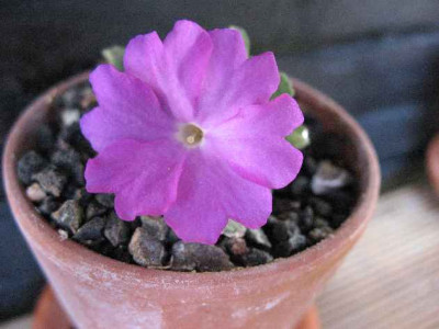 1.3.07._Primula_allionii_Elke_Wei_050.JPG