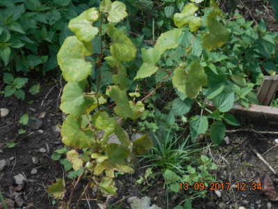 rheinriesling.jpg
