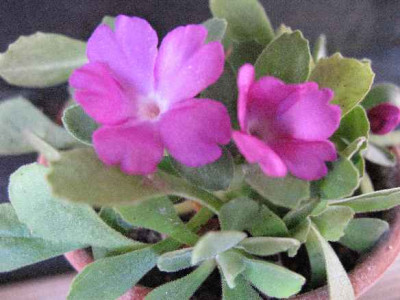 1.3.07._Primula_allionii_Perkie__054.JPG